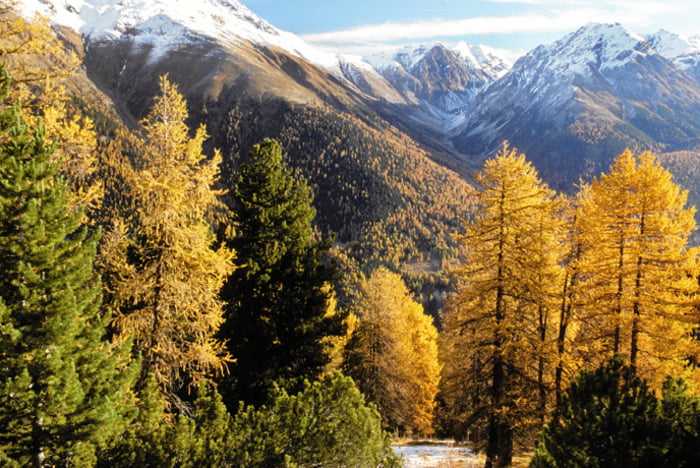 Engadin forest | Summer in Engadin St. Moritz