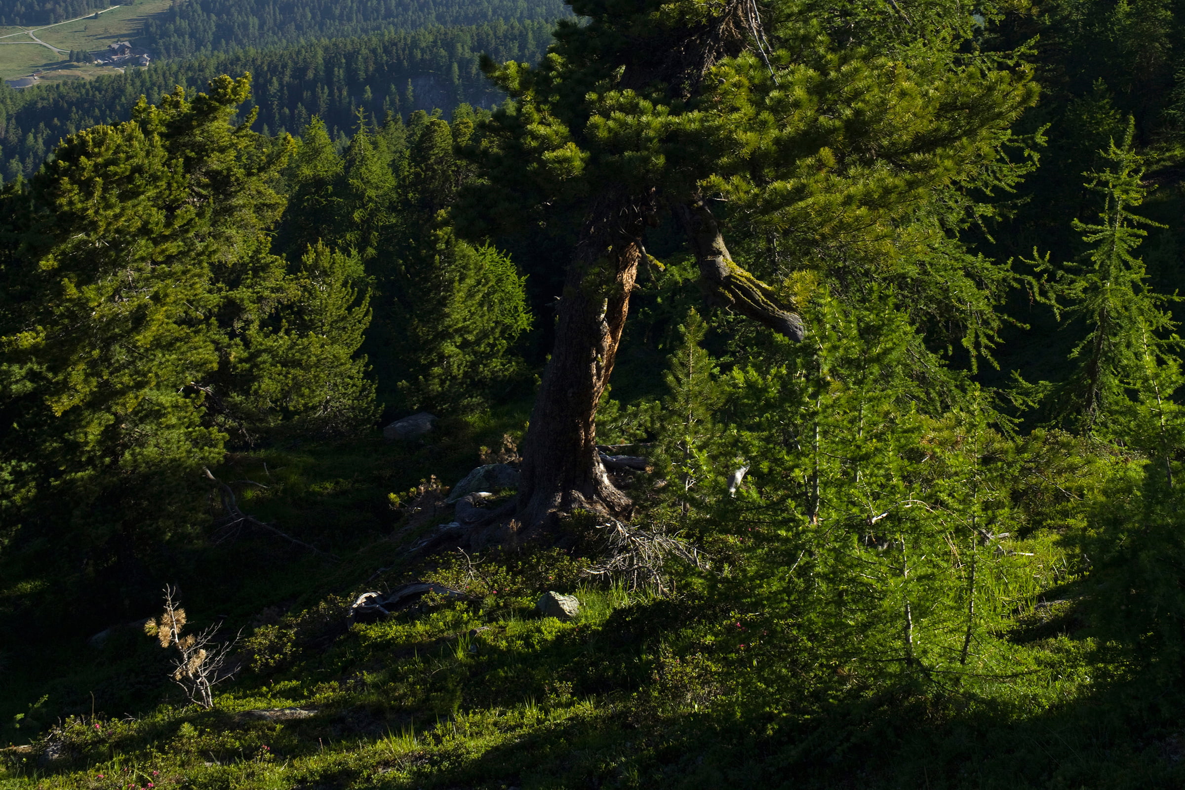 Er ist die Würze des Engadins und sorgt für Vitalität: Der Arvenbaum (Zirbelkiefer) wächst zwischen 1600 und 2000 Metern auf kargen Böden und liefert Holz mit herzberuhigender Wirkung.