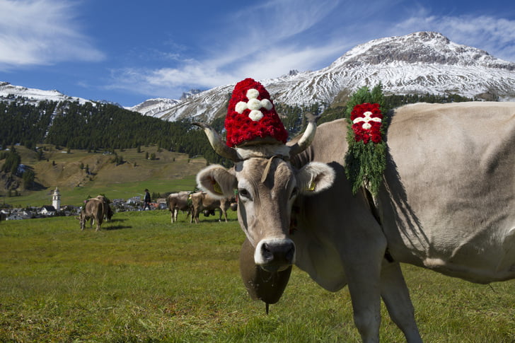 Alpabzug Celerina Sommer Engadin St  Moritz