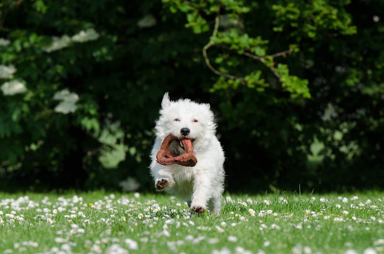 Fun with dogs in the Engadin