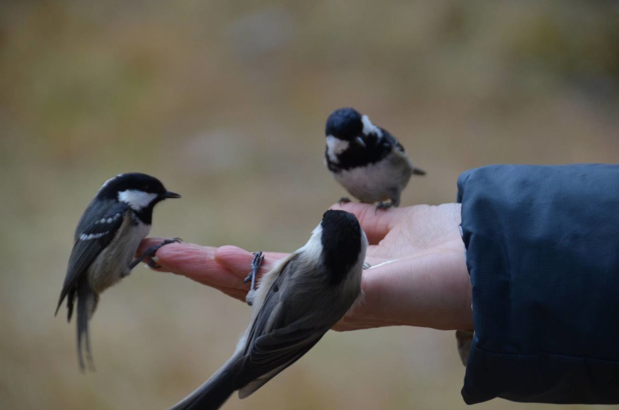 Vogelkunde: Wer frisst aus meiner Hand?